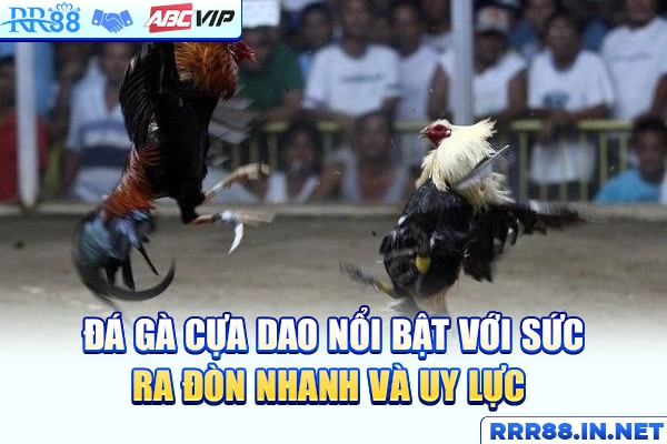 Đá gà cựa dao nổi bật với sức ra đòn nhanh và uy lực 