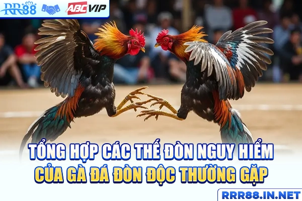 Tổng hợp các thế đòn nguy hiểm của gà đá đòn độc thường gặp
