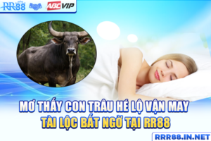 mơ thấy con trâu